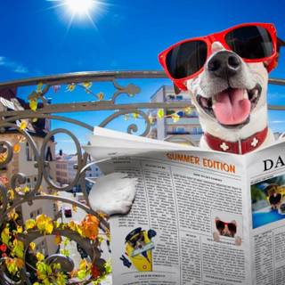 Summer dog collage funny wallpaper