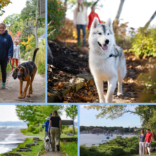 Summer dog collage funny wallpaper
