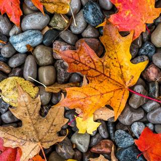 Autumn 1440x2560 wallpaper