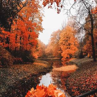 Autumn 1440x2560 wallpaper