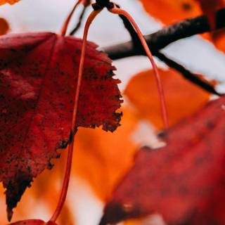 Autumn 1440x2560 wallpaper