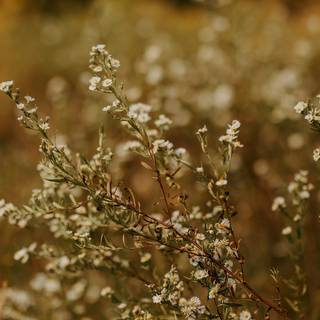 Autumn flowers minimal wallpaper