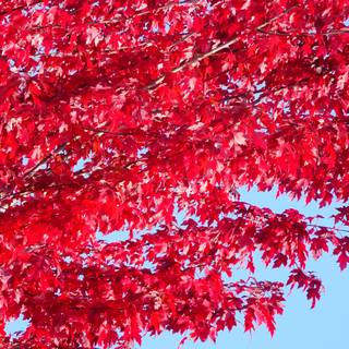 Red autumn 4k wallpaper