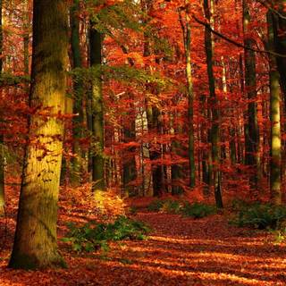 Red autumn 4k wallpaper