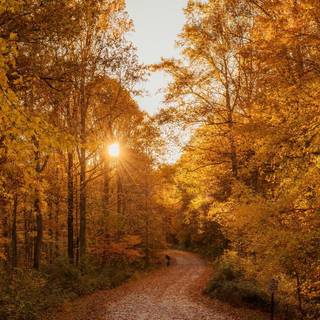 Autumn realistic wallpaper