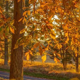 Panoramic autumn landscape wallpaper