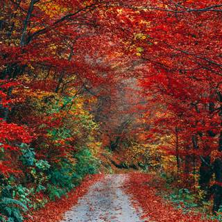 Red autumn 4k wallpaper