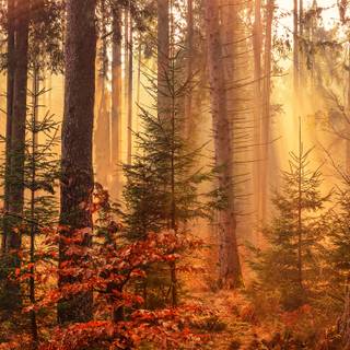 Autumn 1440x2560 wallpaper