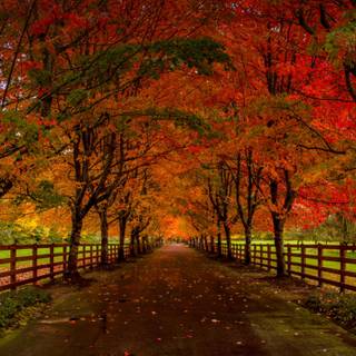 Red autumn 4k wallpaper