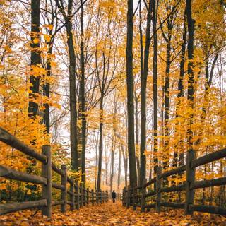 Autumn 1440x2560 wallpaper