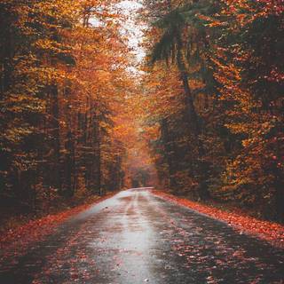 Autumn night 1920x1080 wallpaper