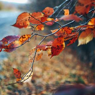 Red autumn 4k wallpaper