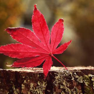 Red autumn 4k wallpaper
