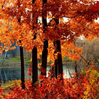 Red autumn 4k wallpaper