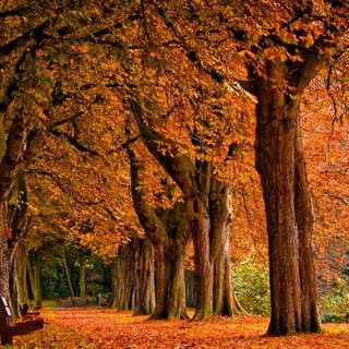 Organizer desktop autumn wallpaper