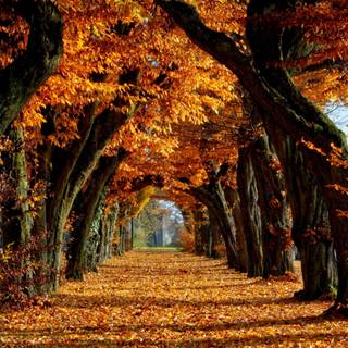 Organizer desktop autumn wallpaper