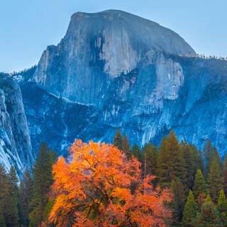 Autumn 1440x2560 wallpaper