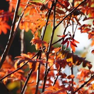 Autumn 1440x2560 wallpaper
