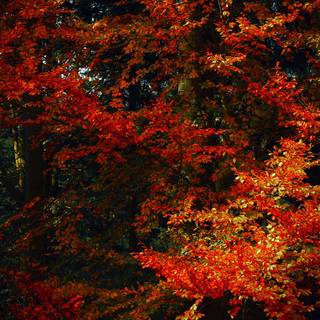 Autumn night 1920x1080 wallpaper