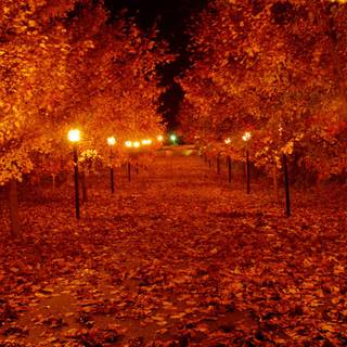 Autumn night 1920x1080 wallpaper
