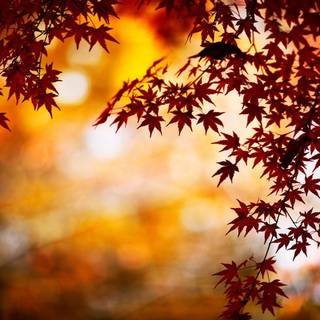 Organizer desktop autumn wallpaper