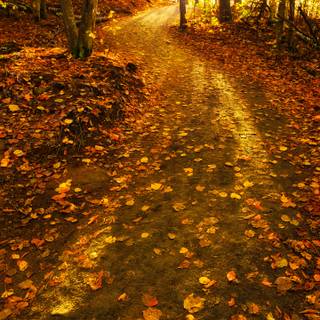 Autumn 1440x2560 wallpaper
