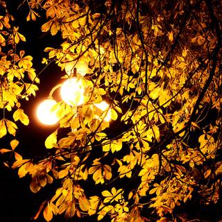 Autumn night 1920x1080 wallpaper