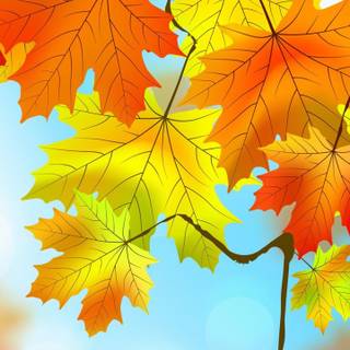 Autumn 1440x2560 wallpaper
