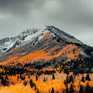 Autumn 1440x2560 wallpaper