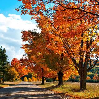 Organizer desktop autumn wallpaper