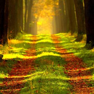 Autumn 1440x2560 wallpaper
