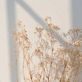 Autumn flowers minimal wallpaper