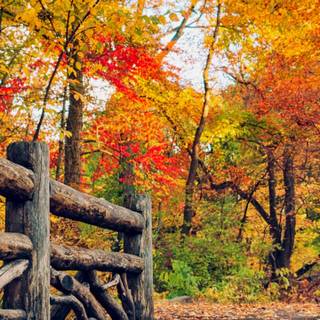 Autumn 1440x2560 wallpaper