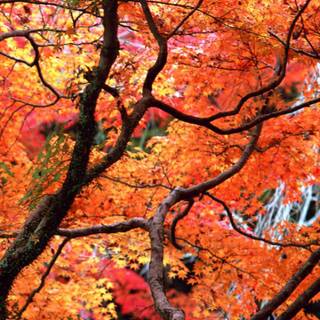 Autumn 1440x2560 wallpaper