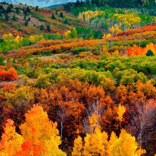 Autumn 1440x2560 wallpaper