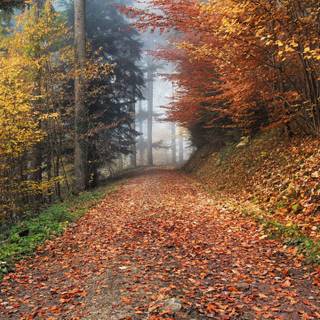 Autumn 1440x2560 wallpaper