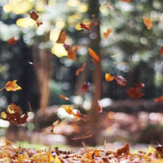 Autumn 1440x2560 wallpaper