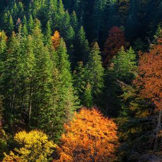 Autumn 1440x2560 wallpaper