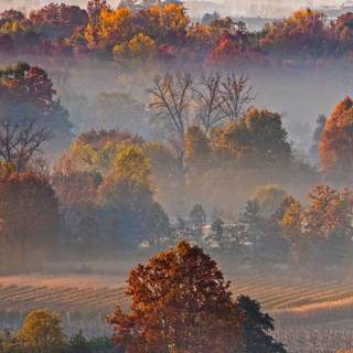 Autumn 1440x2560 wallpaper