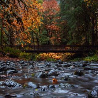 Autumn 1440x2560 wallpaper