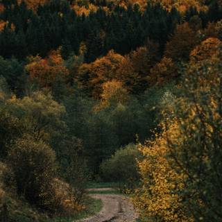 Autumn 1440x2560 wallpaper