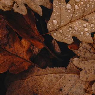 Autumn 1440x2560 wallpaper