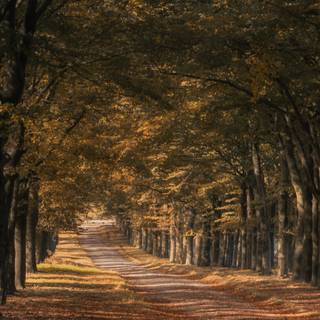 Autumn 1440x2560 wallpaper