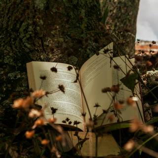 Books autumn trees wallpaper