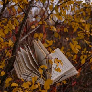 Books autumn trees wallpaper