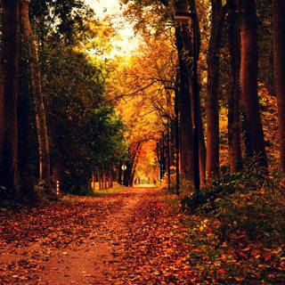Autumn desktop HD wallpaper