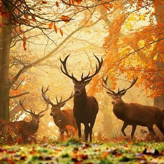 Autumn desktop HD wallpaper