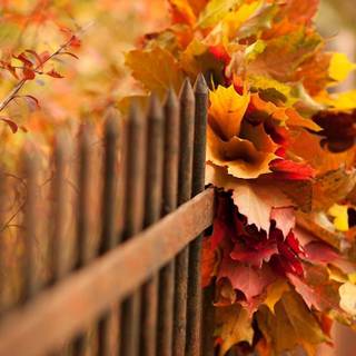 Autumn desktop HD wallpaper