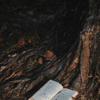 Books autumn trees wallpaper