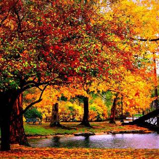 Autumn desktop HD wallpaper